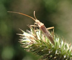 Stenodema trispinosum