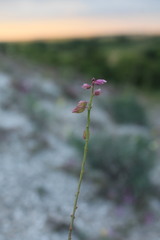 Polygala cretacea