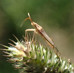 Stenodema trispinosum
