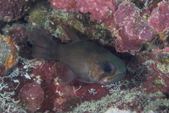 Nectamia