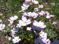 Silene linnaeana
