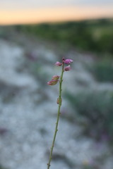 Polygala cretacea