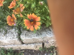 Melissodes bimaculatus