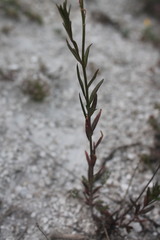 Polygala cretacea