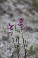 Polygala cretacea