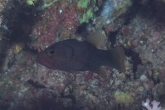 Liopropoma mitratum