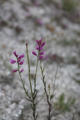Polygala cretacea