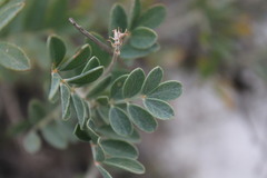 Astragalus albicaulis