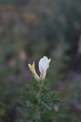 Astragalus albicaulis