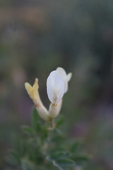 Astragalus albicaulis