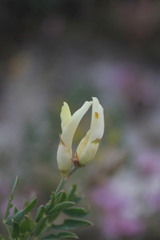 Astragalus albicaulis