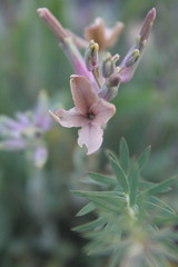 Matthiola fragrans