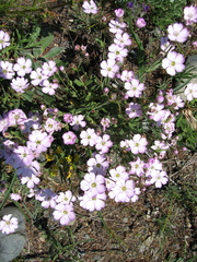 Silene linnaeana