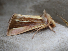 Plusia venusta