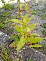 Digitalis grandiflora