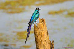 Lamprotornis caudatus