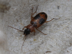 Badister neopulchellus