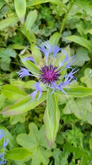 Centaurea montana