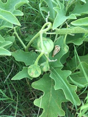 Solanum dimidiatum