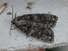 Acronicta increta