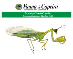 Zeugomantispa virescens