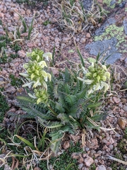 Pedicularis parryi