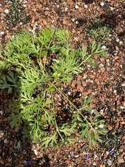 Tanacetum coccineum