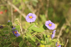 Lycianthes lycioides