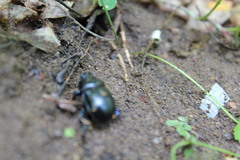 Anoplotrupes