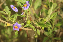 Lycianthes lycioides