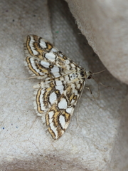 Elophila ekthlipsis