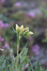 Onosma tanaitica