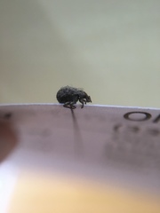 Pseudocneorhinus obesus