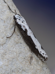 Ethmia bipunctella