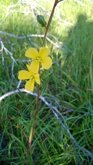 Ludwigia virgata