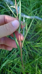 Ludwigia virgata