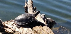 Chrysemys picta bellii