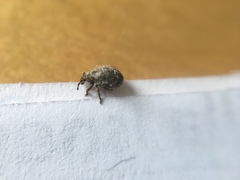 Pseudocneorhinus obesus