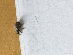 Pseudocneorhinus obesus