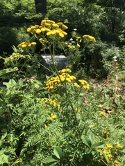 Tanacetum vulgare
