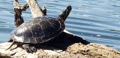 Chrysemys picta bellii