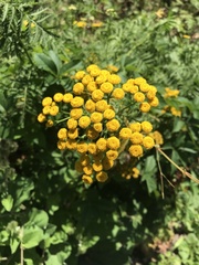 Tanacetum vulgare