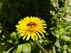 Apis mellifera