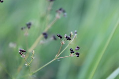 Galium octonarium