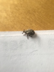 Pseudocneorhinus obesus