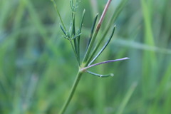 Galium octonarium