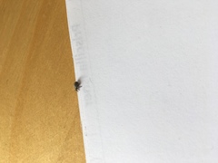 Pseudocneorhinus obesus