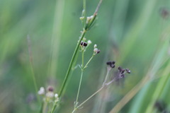 Galium octonarium