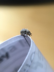 Pseudocneorhinus obesus