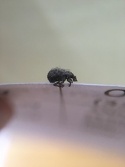 Pseudocneorhinus obesus